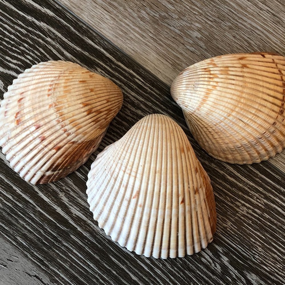 Lot of 3 Large Awesome Atlantic Cockle Shells
